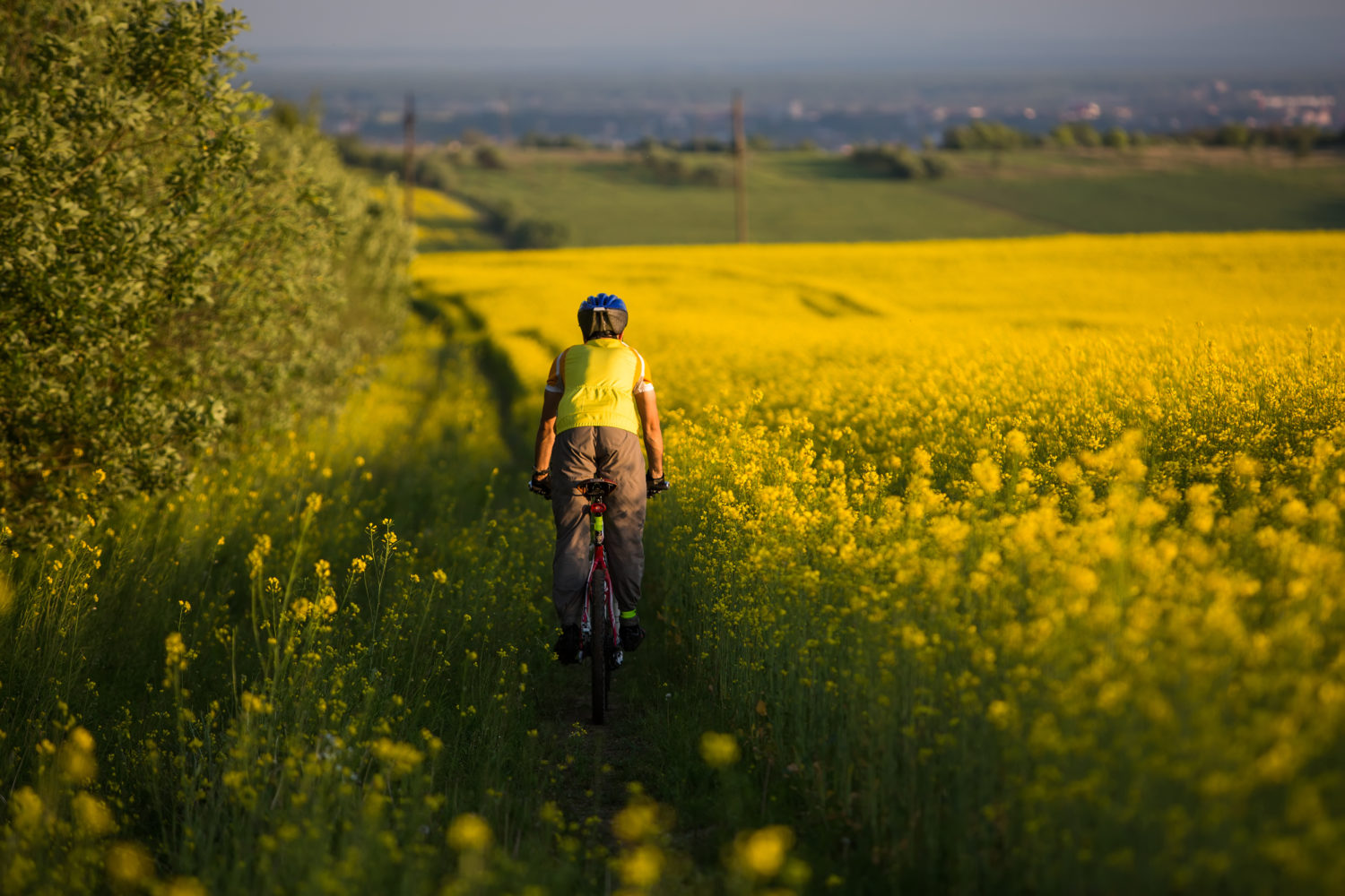 Cyclist on a country road next to a canola field going from Riga to Vilnius